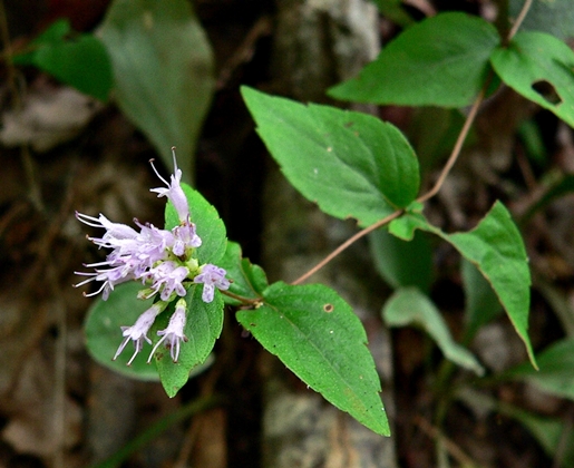 {Cunila origanoides}